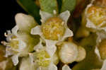 Field dodder